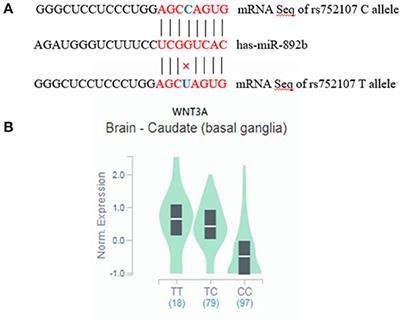 WNT3A rs752107(C > T) Polymorphism Is Associated With an Increased Risk of Essential Hypertension and Related Cardiovascular Diseases